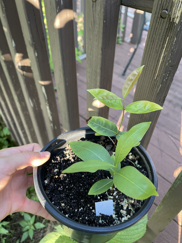 41962A6A-A6D6-4C51-AEBB-F8609053E184