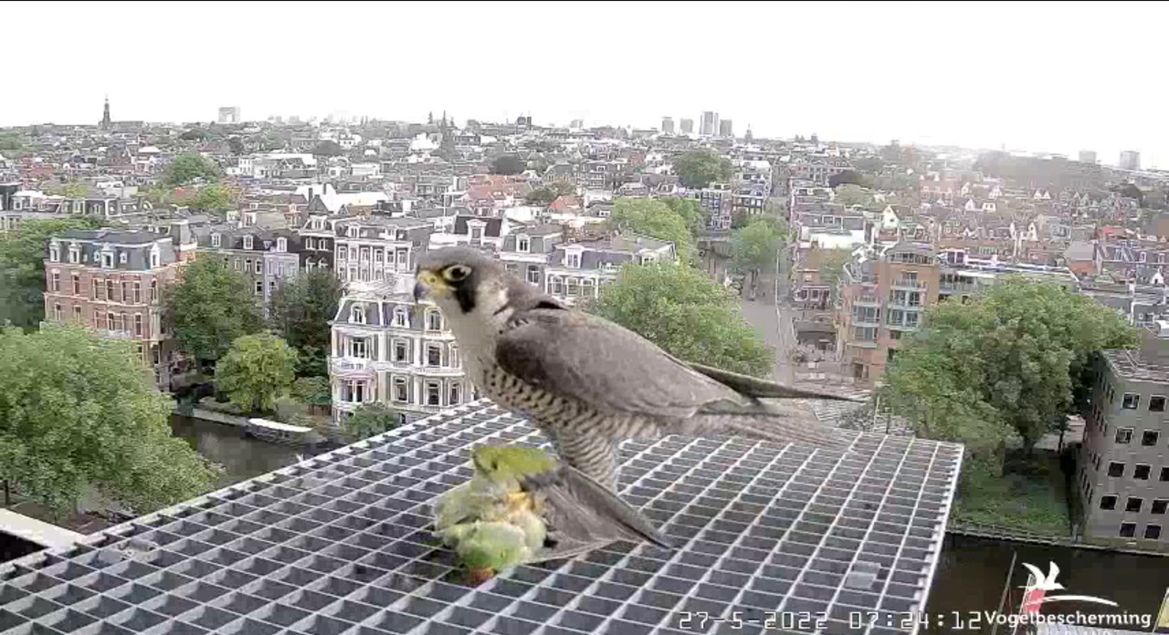 Amsterdam/Rijksmuseum screenshots © Beleef de Lente/Vogelbescherming Nederland - Pagina 9 Video-2022-05-27-072929-Moment