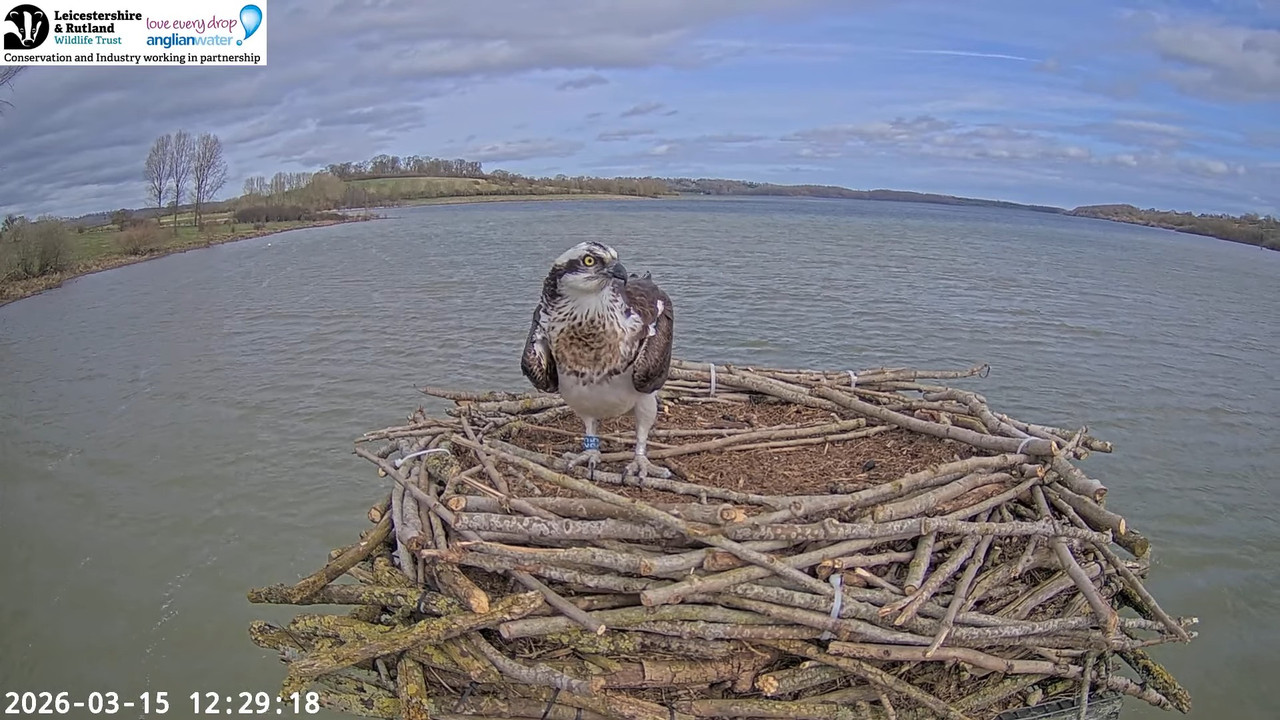 LRWT Manton Bay Ospreys Live Webcam (Wide Angle) 12 27 54 screenshot