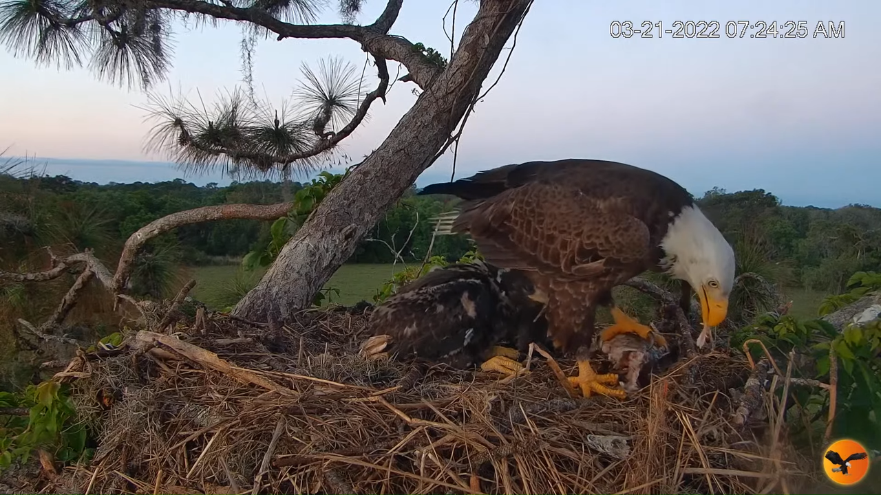 EC Nest Cam 11-23-8 screenshot (1)