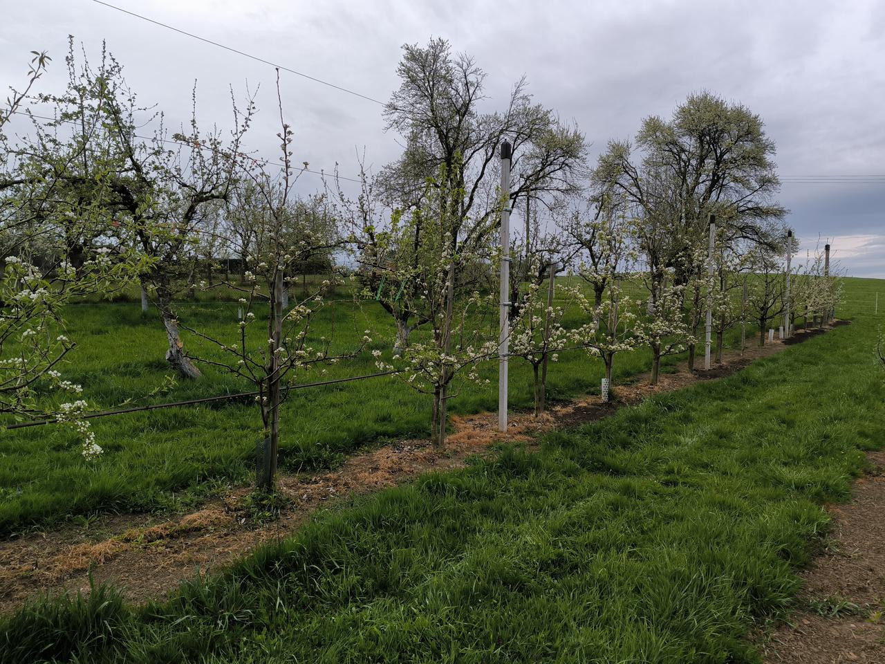 Obrázek
