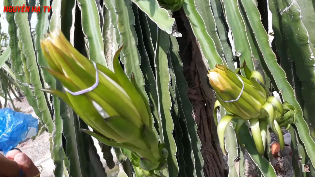 rubber-band-on-dragon-fruit-flowers.jpg
