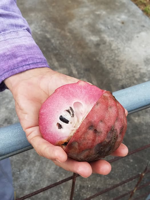 470234949 1839492670122498 8521900472921183697 n