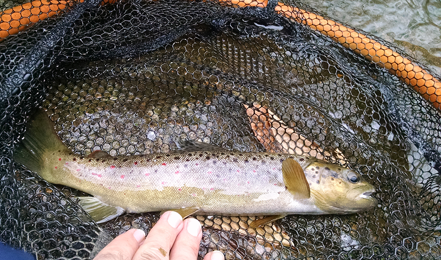 Small Trout Garden State Trout