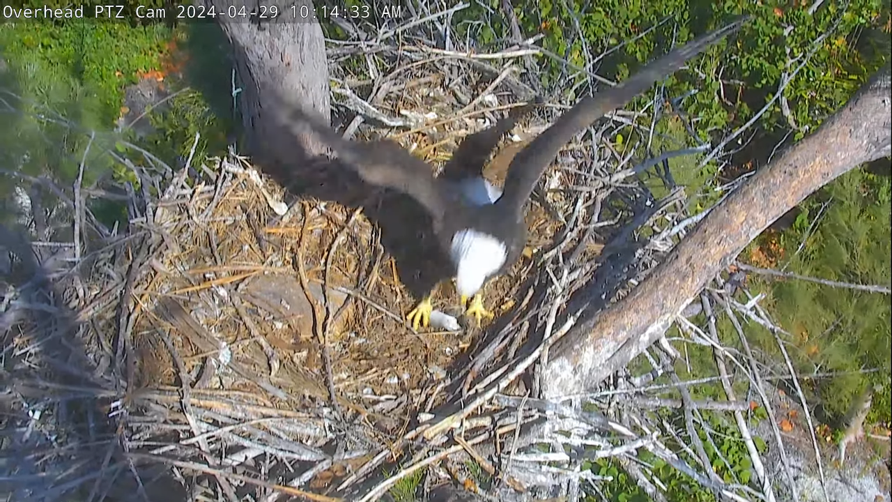 Captiva (Florida) Eagle PTZ Cam _ Fundraiser for new cam & Lusa memorial - Link in description 9-11-