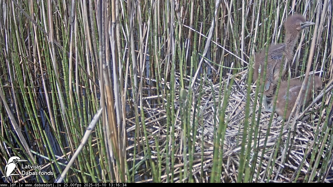 LDF Lielais dumpis (Botaurus stellaris) Zemītes pagastā 13-58-49 screenshot