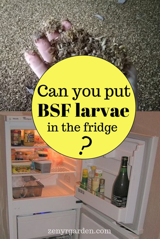 can-you-put-black-soldier-fly-larvae-in-the-fridge-pin.jpg