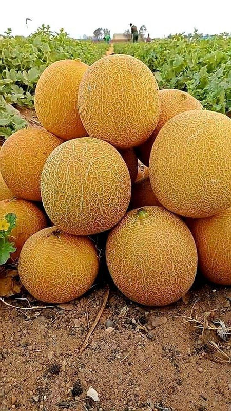 download 2025 12 23T081414 904