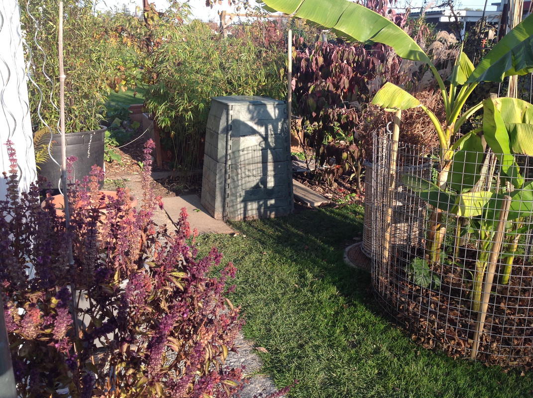 Komposter zügeln Fargesia setzen 24. 25 (9)