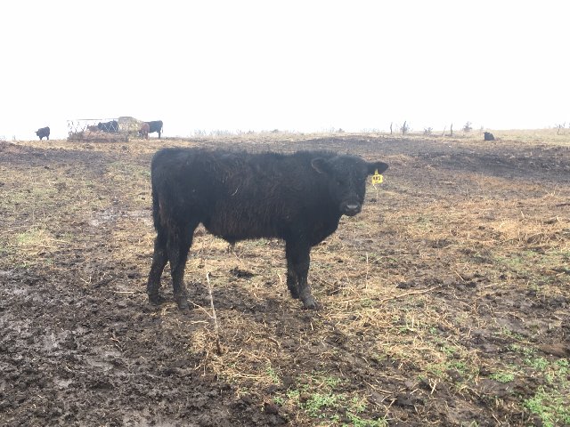 cap bull 708