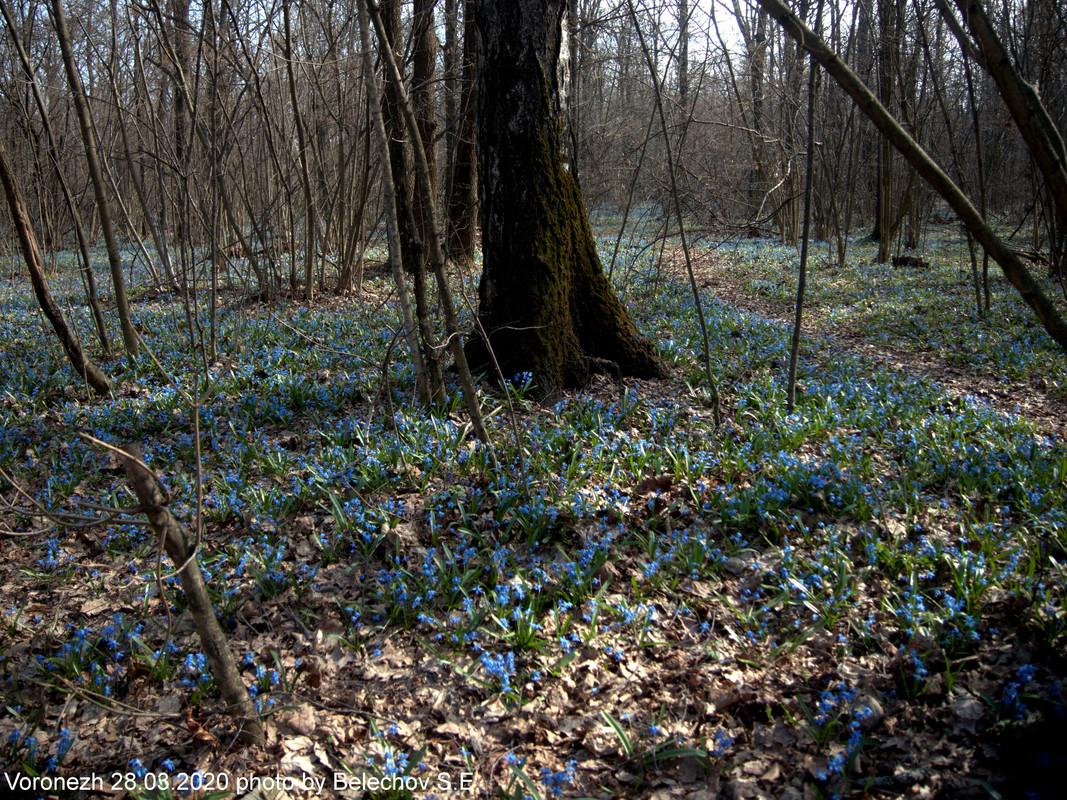 Воронеж, весна, Олимпик Воронеж, весна, Олимпик