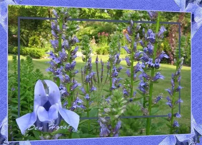 LOBELIA-SYPHILITICA-MOERASLOBELIA