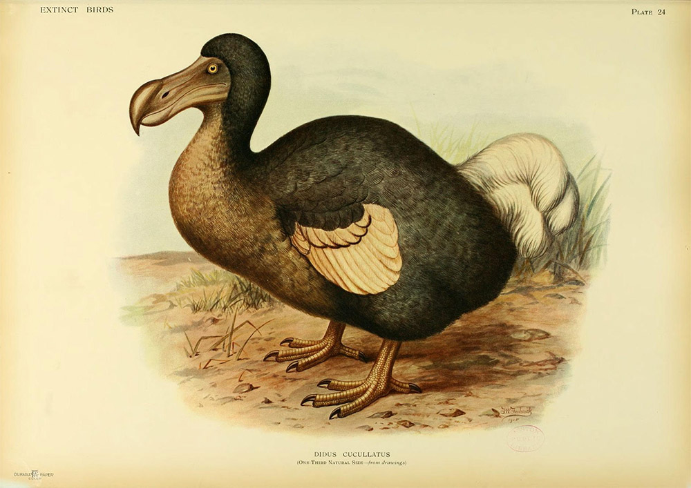 Dodo Birds Pictures to Draw