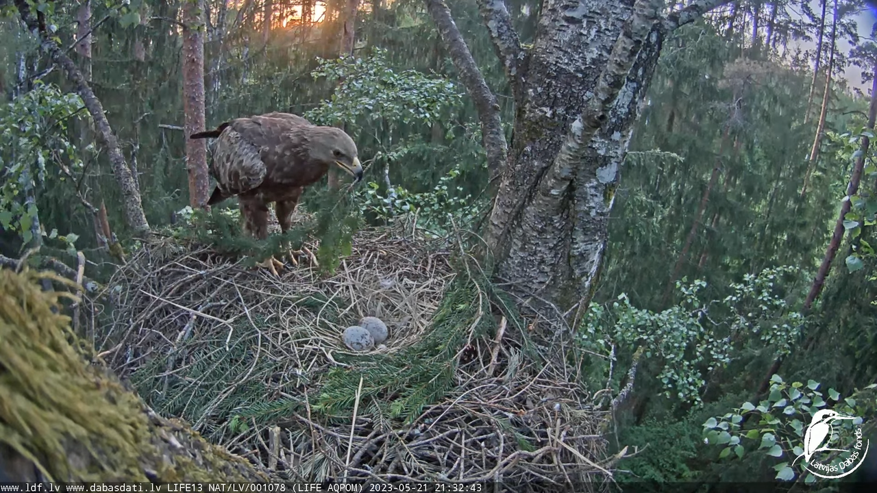 LDF Mazais ērglis (Clanga pomarina), ligzda bērzā 12-48-43 screenshot