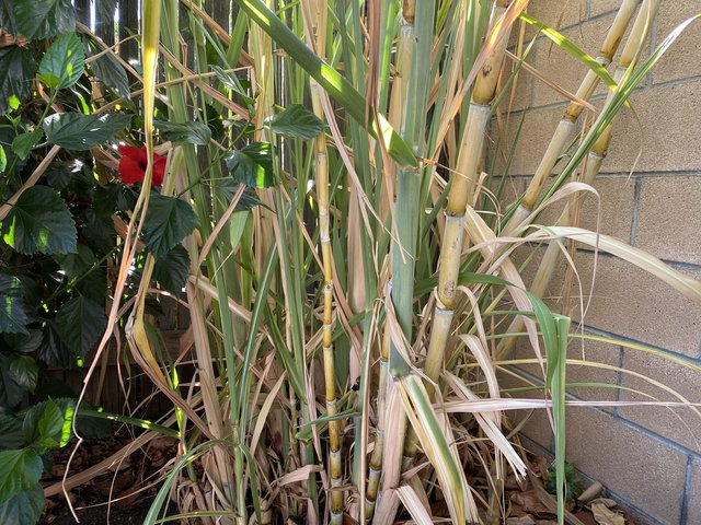 [Image: 0-C635-A72-93-A3-40-B1-8-DC2-59-C1-C5-F2-D6-B9.jpg]