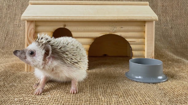 Best Exotic Pets for Small Homes