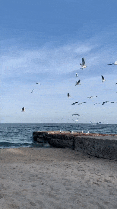 1635996132310.gif