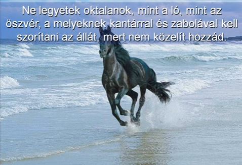 Ne legyetek olyanok, mint a ló vagy az öszvér