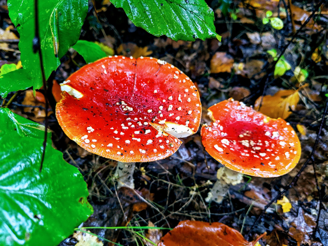 IMG_20191021_161623_copy_3991x2993