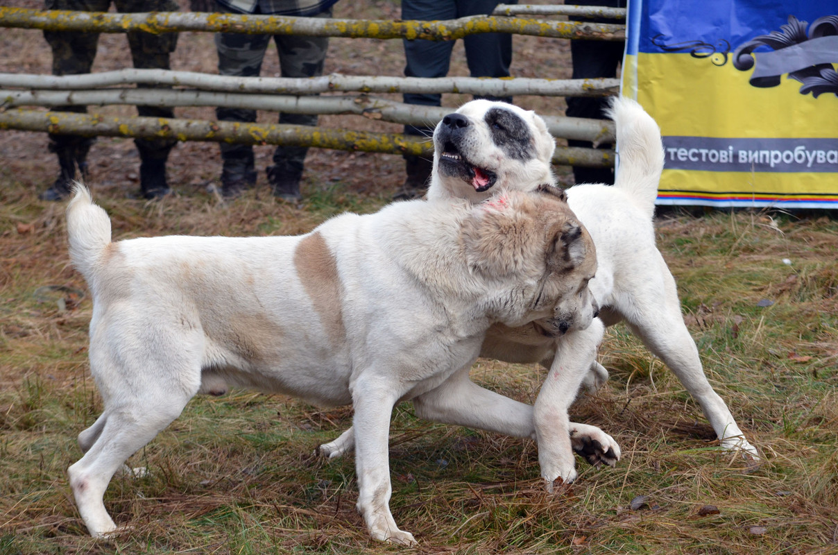 Шаман - Монгол (7)