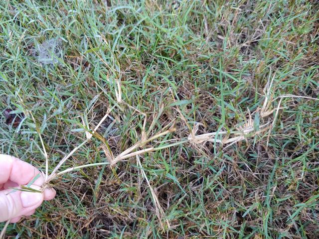 Common Bermuda Invading Sod The Lawn Forum