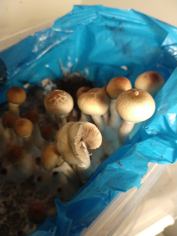 IMG_20201201_203149695