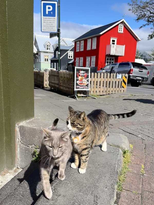 ISLANDIA, 21 DÍAS EN UN 2º VIAJE A LA TIERRA DEL HIELO Y FUEGO - Blogs de Islandia - 16/07/2025 ESTO SE ACABA... NOS DESPEDIMOS EN REIKIAVIK CON OTRA SORPRESA (10)
