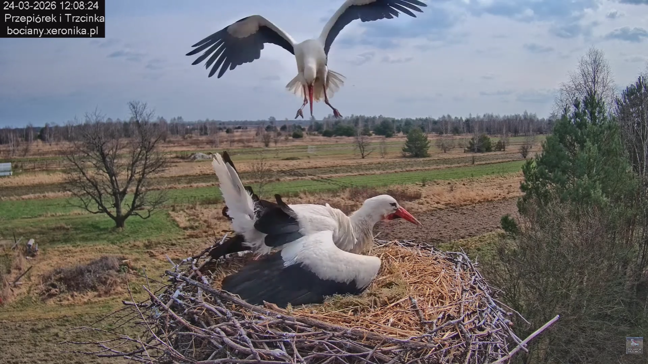 24032026bociany 11