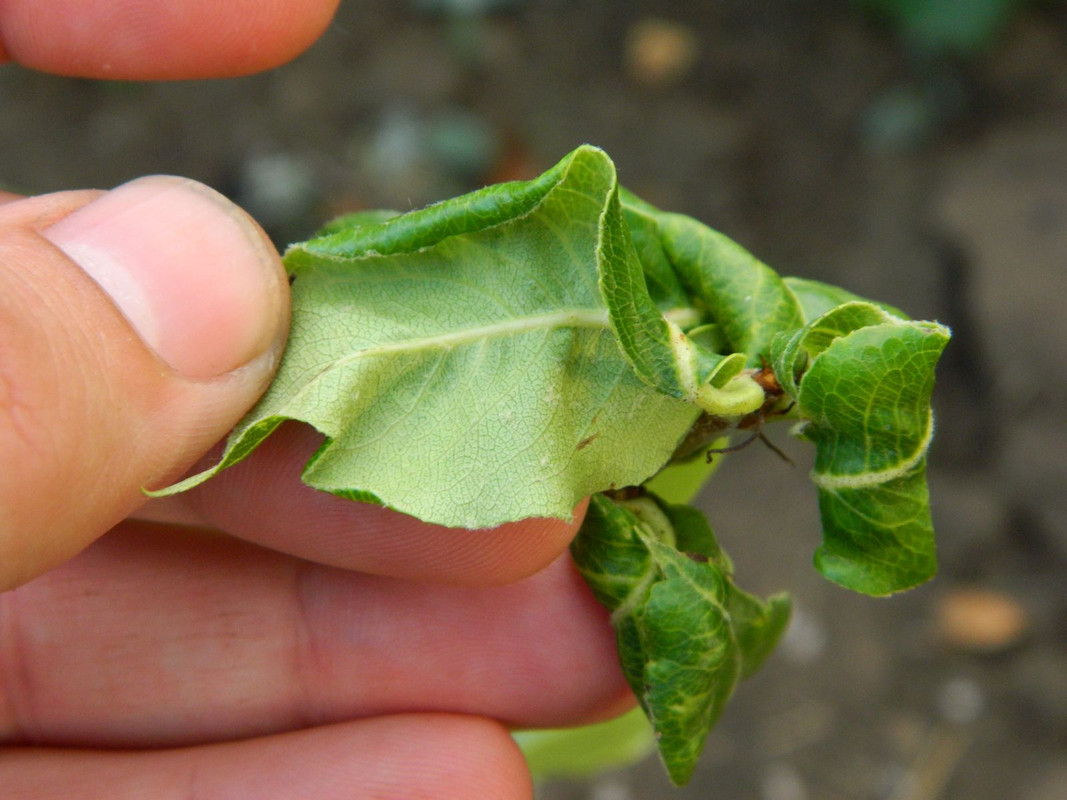 03_1_вредитель