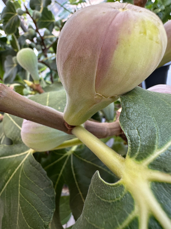 figs-593.jpg