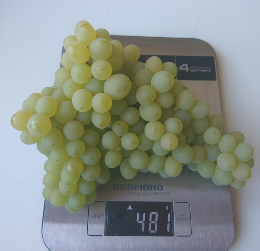 Кишмиш 342 средние грозди фото от 22.08.2018...
