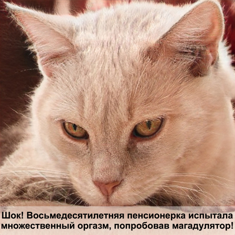 корм для кошек ночной охотник