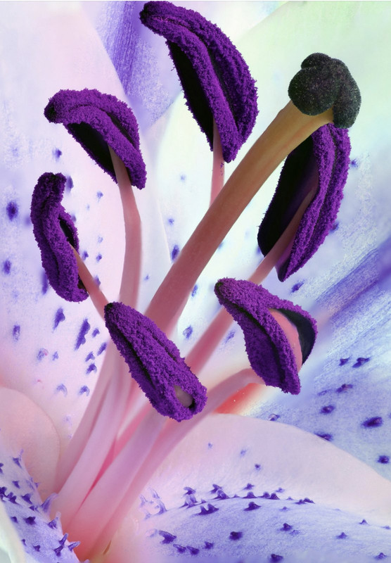 purple-pollen.jpg
