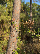 IMG-1787