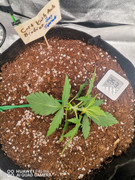 WhatsApp Image 2025-09-19 at 22.05.16