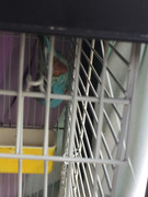 Diamante Gould’s - Página 3 B3114668-9986-47-CC-9-D21-5608-BBC84-A55