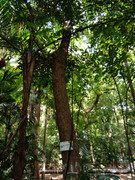 Arroceros-Forest-Park-Manila-Bagras20260715-141721
