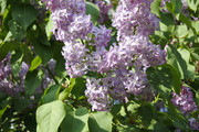 DSC-0910