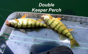 [Image: DOUBLE-DROPSHOT-DOUBLE.jpg]