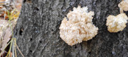 IMG-20251031-101813