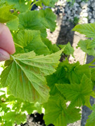 IMG_20250421_070939_333