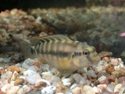 Présentation - Page 2 Jeune-Orthochromis-indermauri.jpg