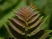 Ailanthus altissima (Tree of Heaven) - _JUS4320 - CLR
