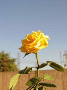 8.6.photogenic december baby VI