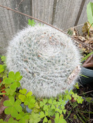 PXL-20250825-023720295-MP