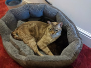 IMG 20200317 065103 Copy