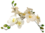 Blossom-Elements-62