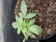 IMG-2834