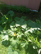 [Image: new-grow-area-squash.jpg]