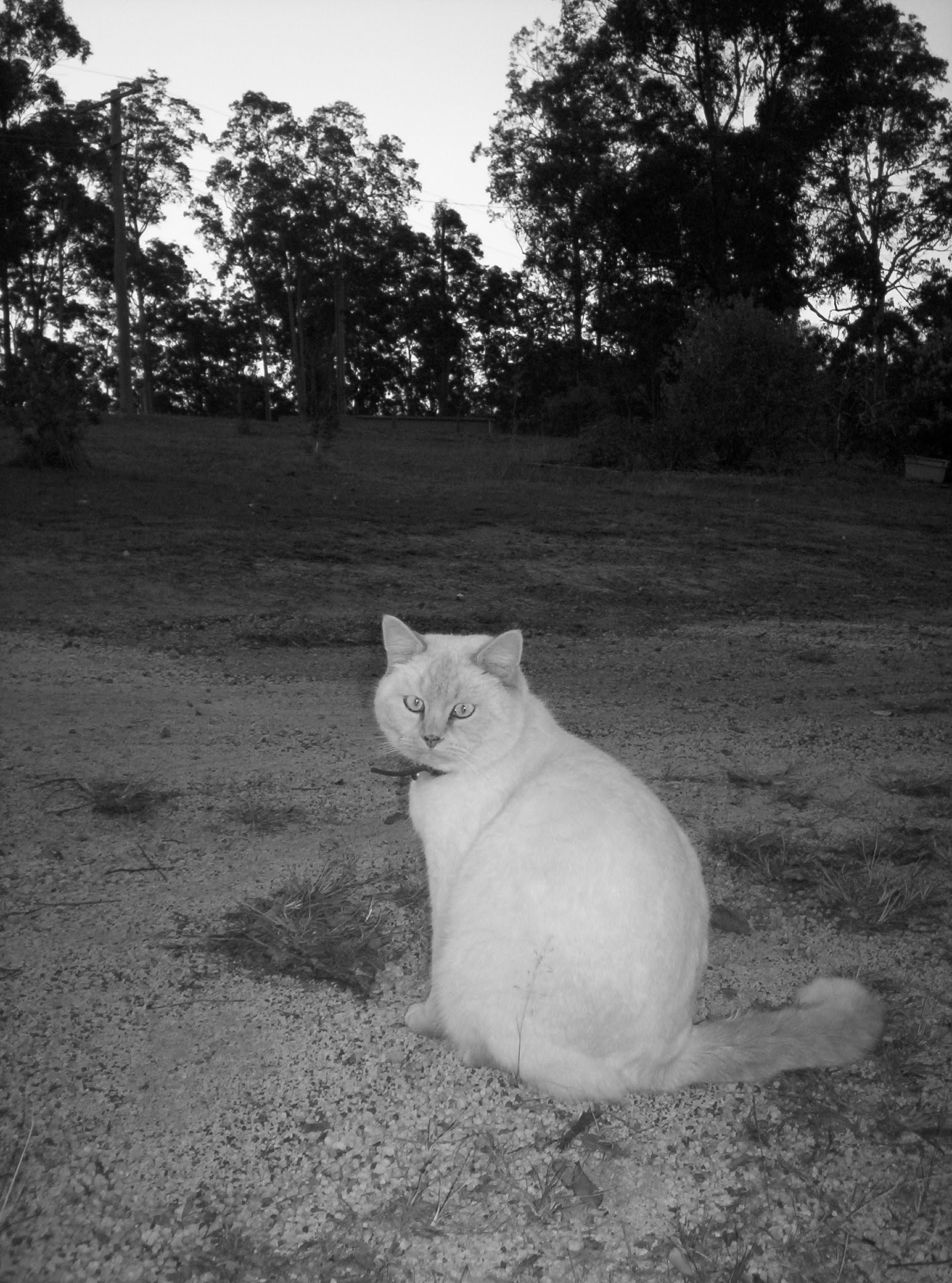000 0454 — Postimages